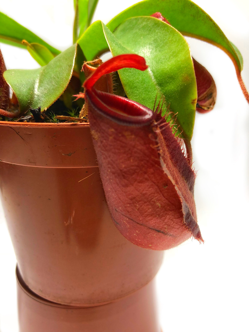 rastenie-kxishchnik-nepentes-krovavaia-meri-alienplants-nepenthes-bloody-merry-plants