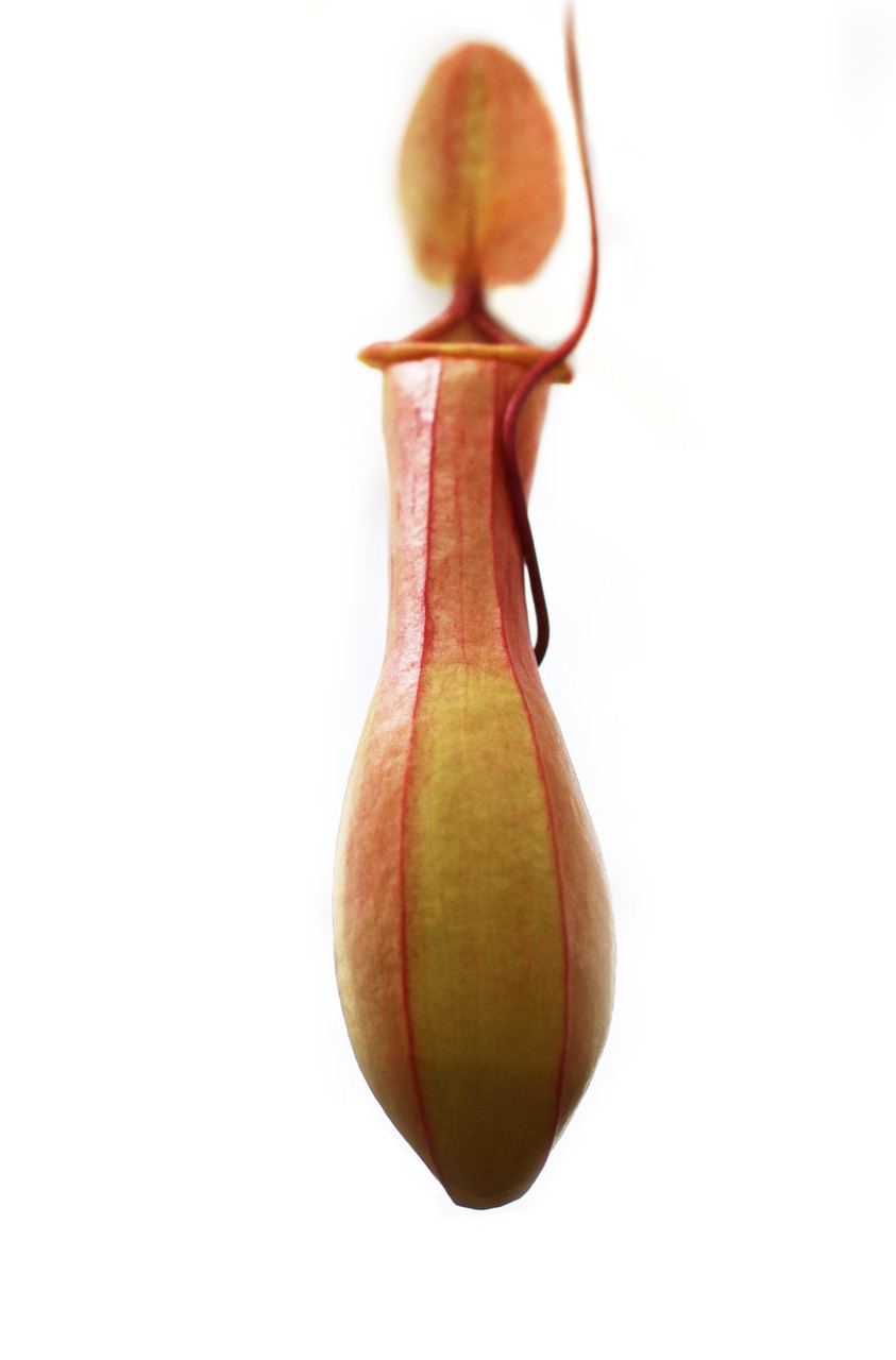 rastenie-kxishchnik-nepentes-alata-alienplants-nepenthes-alata-plants-sun005cp
