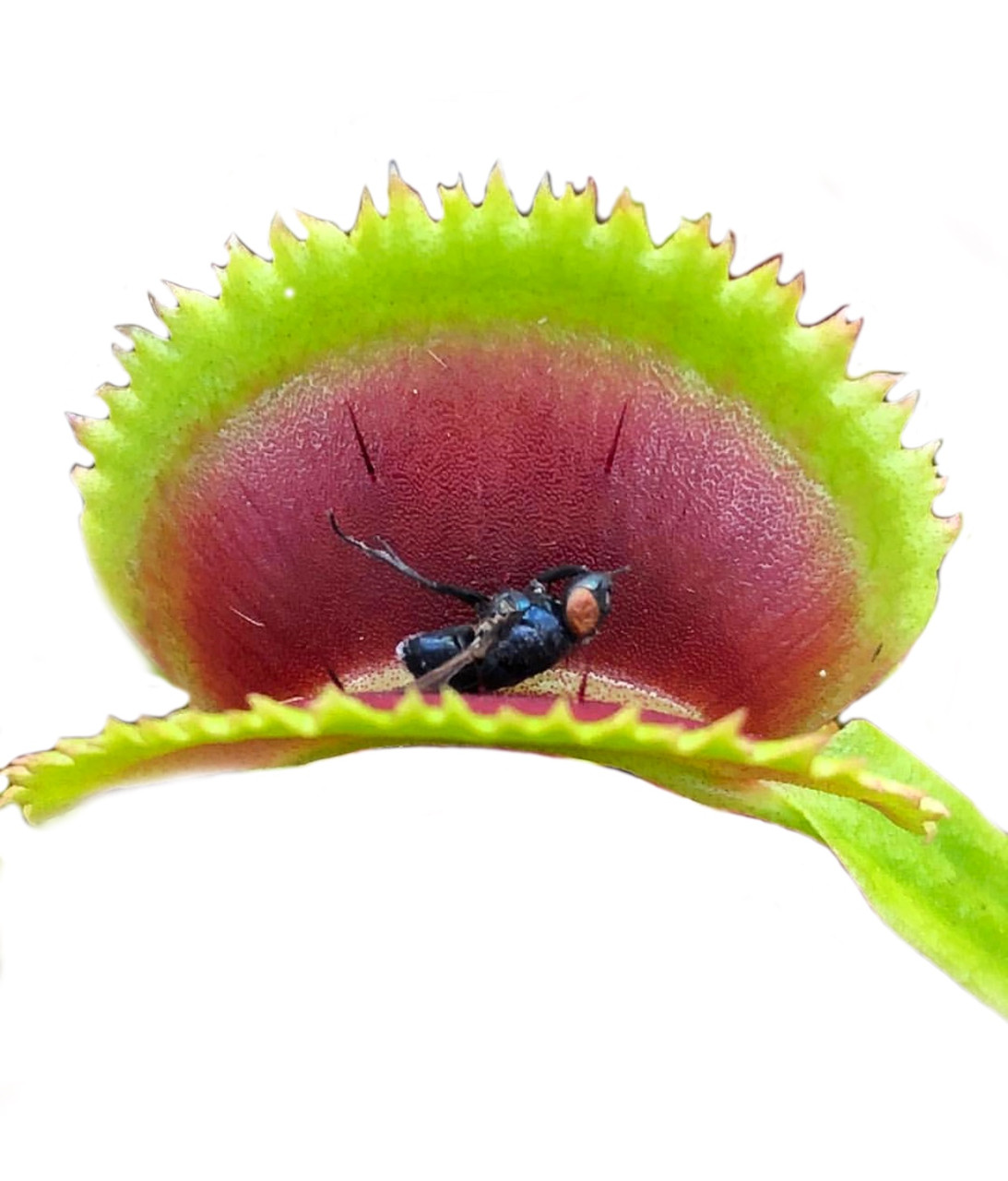 rastenie-kxishchnik-venerina-mukxolovka-dentana-l-alienplants-dionaea-muscipula-dentate-plants-sun0016cp