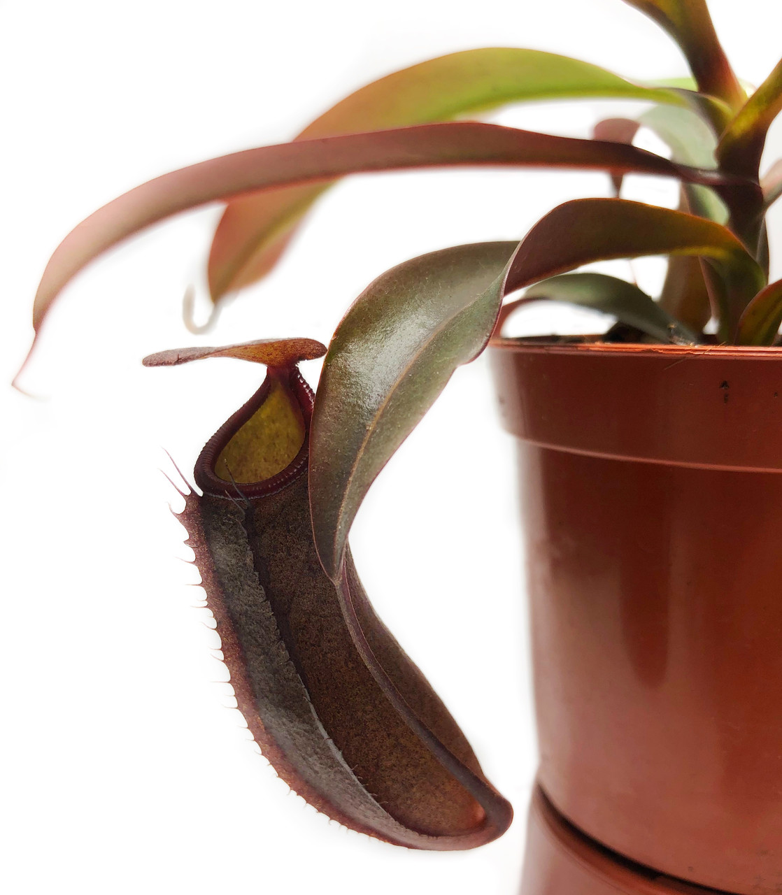 nepentes-sangvineia-rastenie-kxishchnik-alienplants-nepenthes-sanguinea-plants-sun007cp