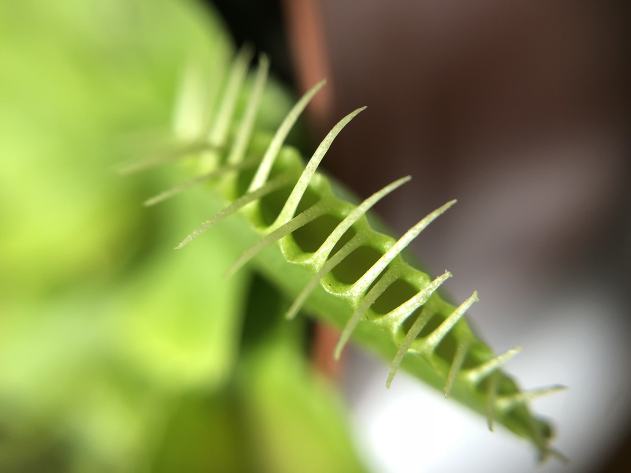 rastenie-kxishchnik-alienplants-venerina-mukxolovka-dioneia-s-v-gorshke-sun0020cp