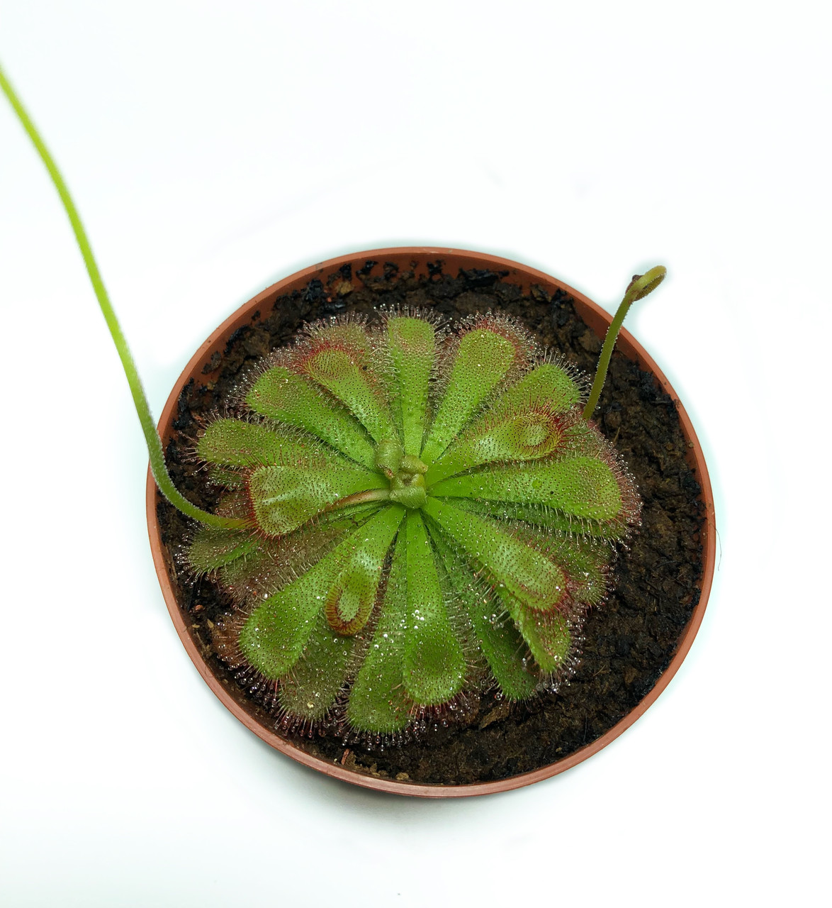 rastenie-kxishchnik-rosianka-alisia-alienplants-drosera-aliciae-m-9-sm-plants-sun0012cp