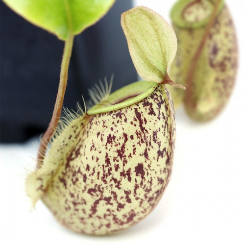 rastenie-kxishchnik-nepentes-kxukeriana-alienplants-nepenthes-hookeriana-plants-sun006cp