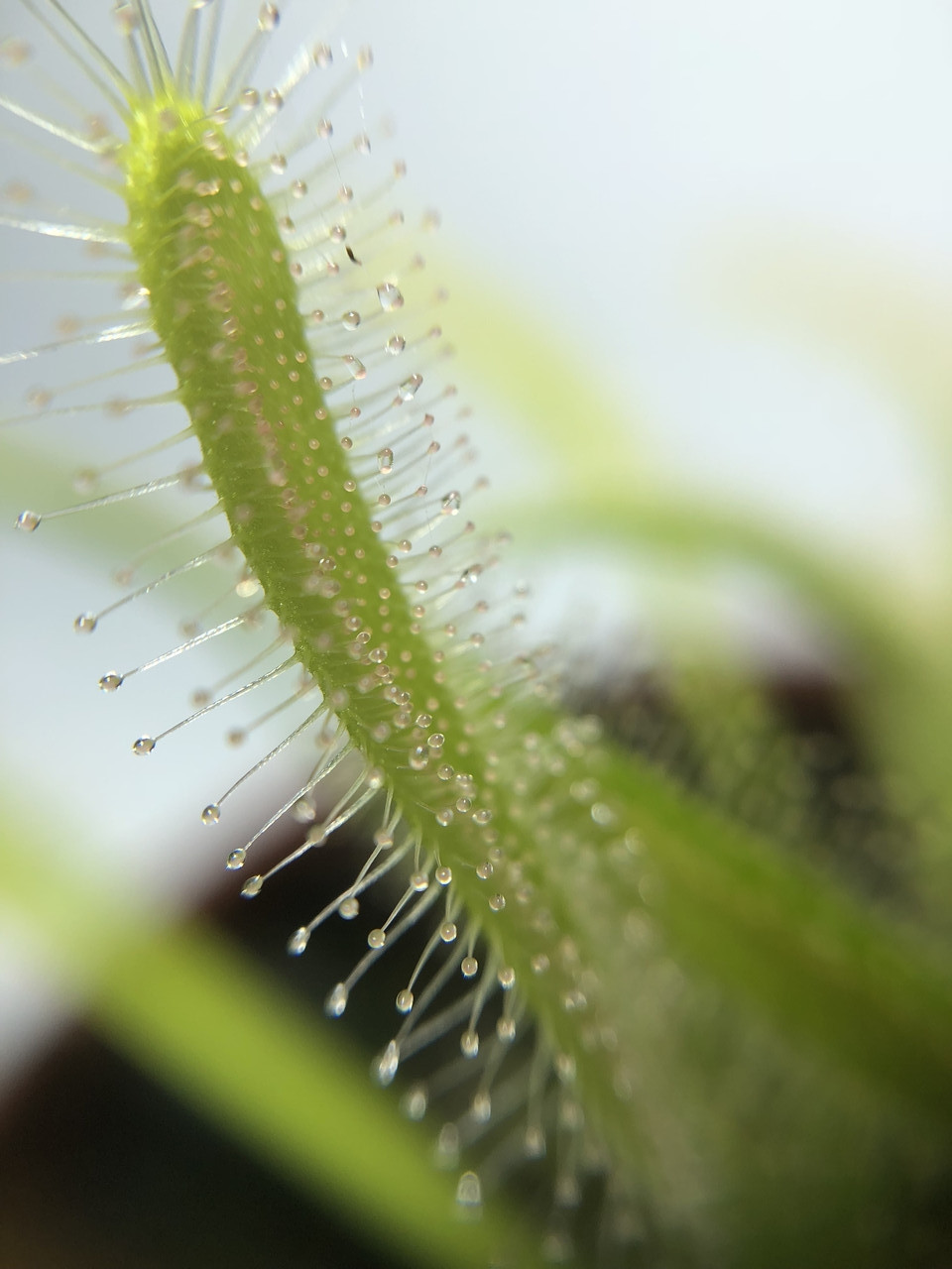 rastenie-kxishchnik-rosianka-kapskaia-alienplants-drosera-capensis-plants-sun0011cp