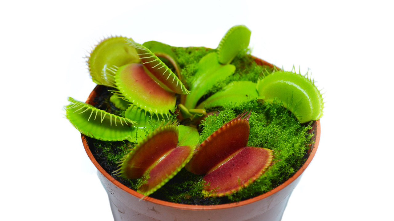 rastenie-kxishchnik-venerina-mukxolovka-alienplants-b52-dionaea-muscipula-b52-l-sun0001cp