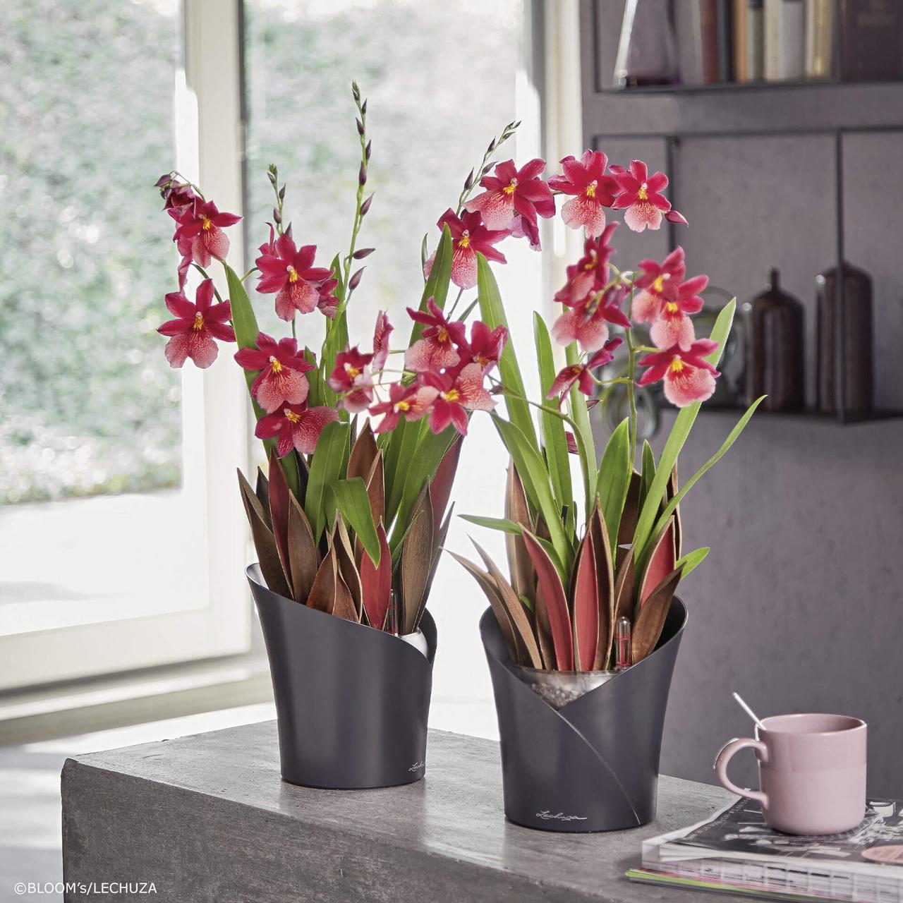 vazon-lechuza-orchidea-20-seryi-1-l