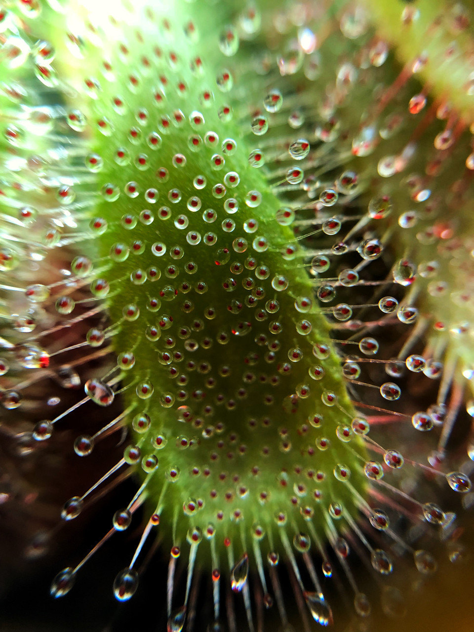 rastenie-kxishchnik-rosianka-alisia-alienplants-drosera-aliciae-m-plants-sun0013cp